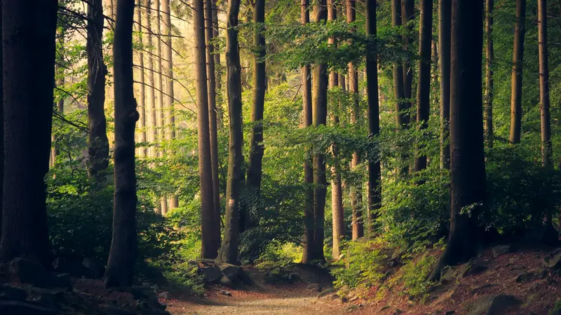 Sunlight filtering through tall trees in a peaceful forest